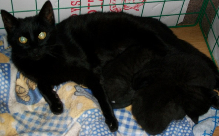 Zbiórka Kotkolandia, aby nadal pomagać! - zdjęcie główne