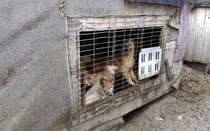 Zbiórka Przeżyły piekło, proszą o pomoc! - zdjęcie główne