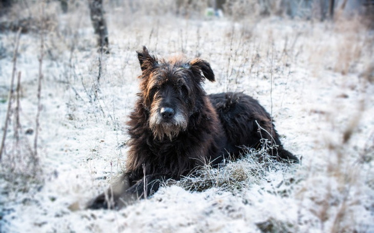 Zbiórka Pomóż KUBIE złapać oddech - zdjęcie główne