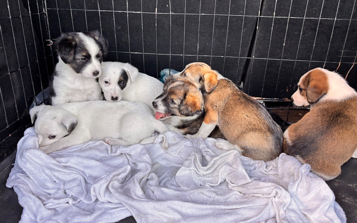 Słodkie szczenięta bawiące się w klatce.