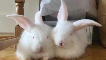 Zbiórka Pomóżcie nam przetrwać lato - miniaturka zdjęcia