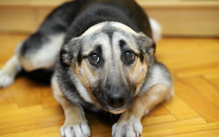 Zbiórka Pies reksio - zdjęcie główne