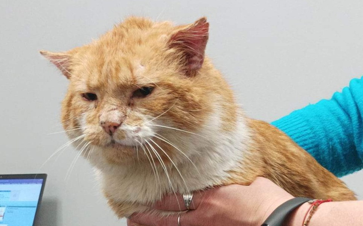 Zbiórka Kot wyrzucony z auta - zdjęcie główne