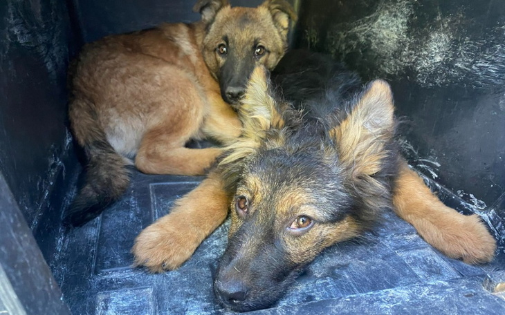 Zbiórka Los podrostków - zdjęcie główne