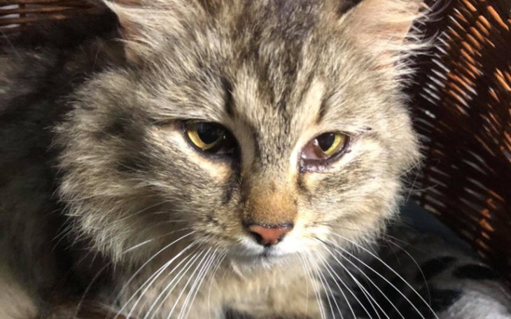 Zbiórka Kocia rodzinka spod palet - zdjęcie główne