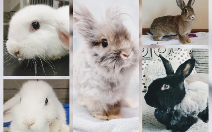 Zbiórka Leczenie wrocławskich uszaków - zdjęcie główne