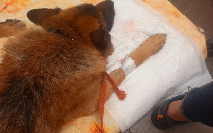 Pies leżący na poduszce, z kroplówką na łapie.