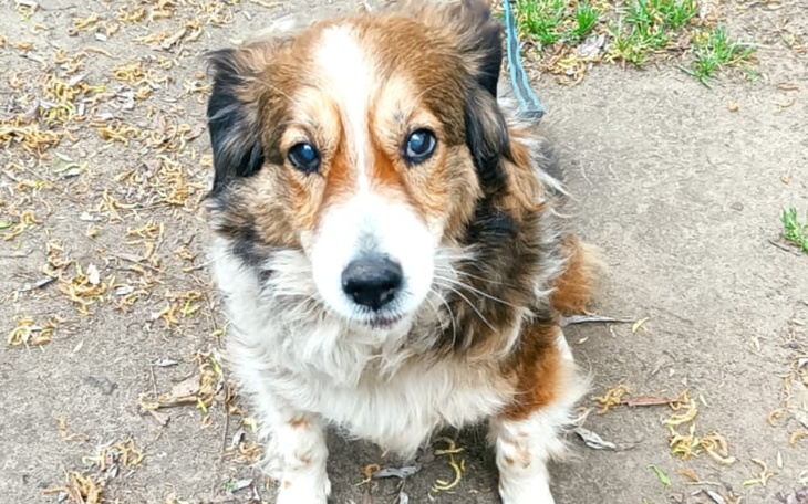 Zbiórka Lucy - zdjęcie główne