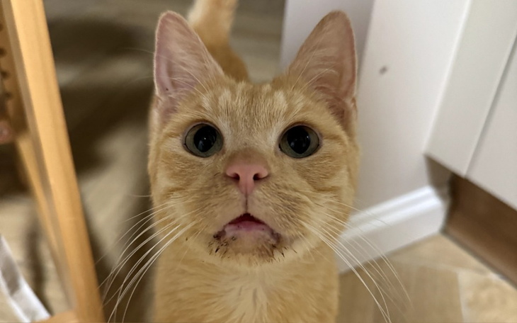 Rudy kot z wyrazem zdziwienia, patrzy w obiektyw.