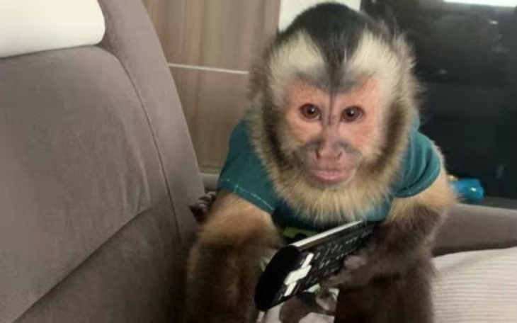 Zbiórka na kupno małpki - kapucynki - zdjęcie główne