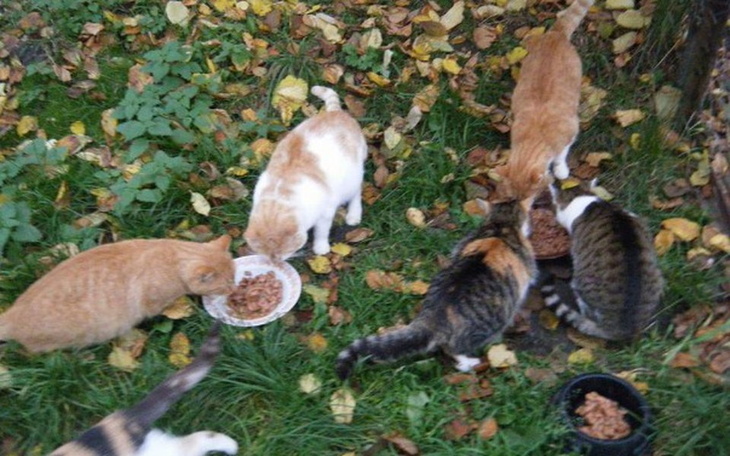 Zbiórka Wspieranie schroniska na zimę - zdjęcie główne