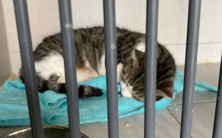 Zbiórka Kocia Oaza w nowy rok bez długu - zdjęcie główne