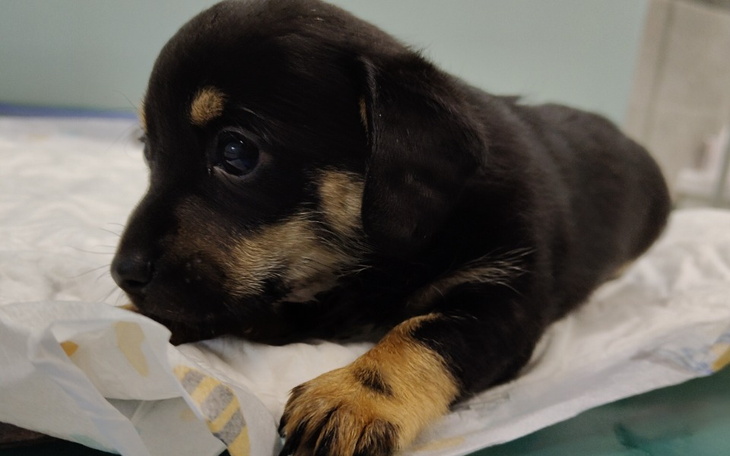 Słodki szczeniak leżący na podłożu, z ciekawym spojrzeniem.