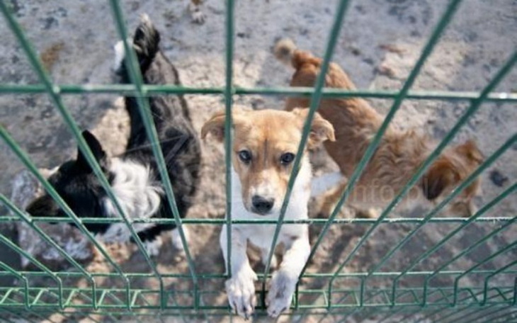 Zbiórka Zbiórka dla schroniska Fauna - zdjęcie główne