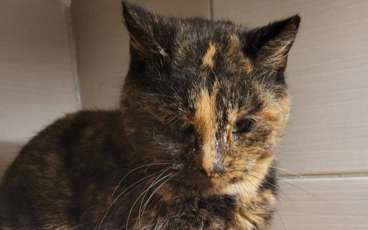 Kotka o trójkolorowym futrze, wyglądająca smutno.