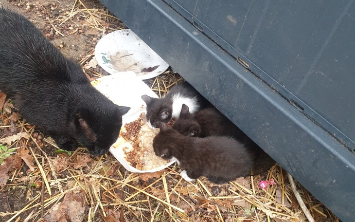 Cztery kocięta jedzące z miski, w otoczeniu liści.