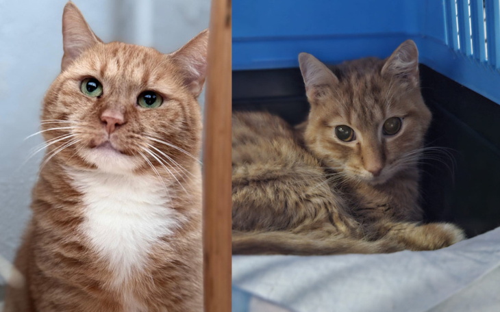 Dwa koty, jeden patrzy w kamerę, drugi leży w transporterze.