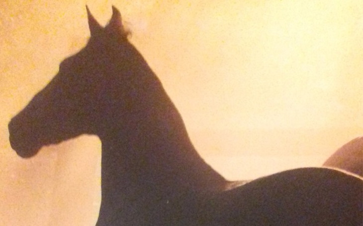 Zbiórka Pomoc dla Konia - zdjęcie główne