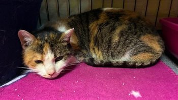 Zbiórka Osierocone koty...ich nowe życie - miniaturka zdjęcia