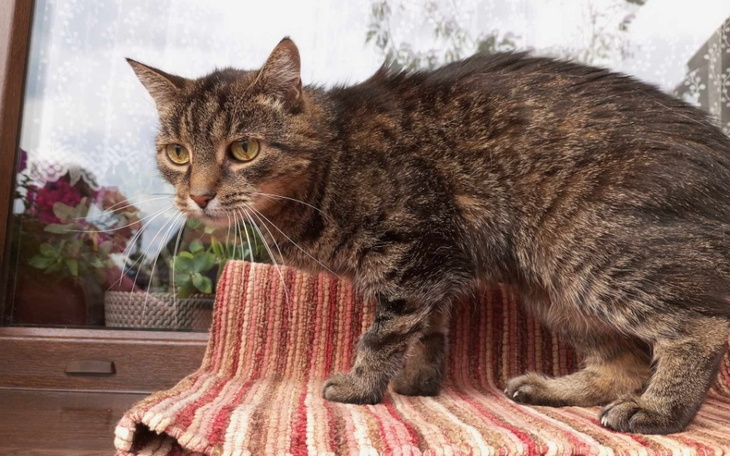 Zbiórka Ratowanie kociego życia - Pilne - zdjęcie główne