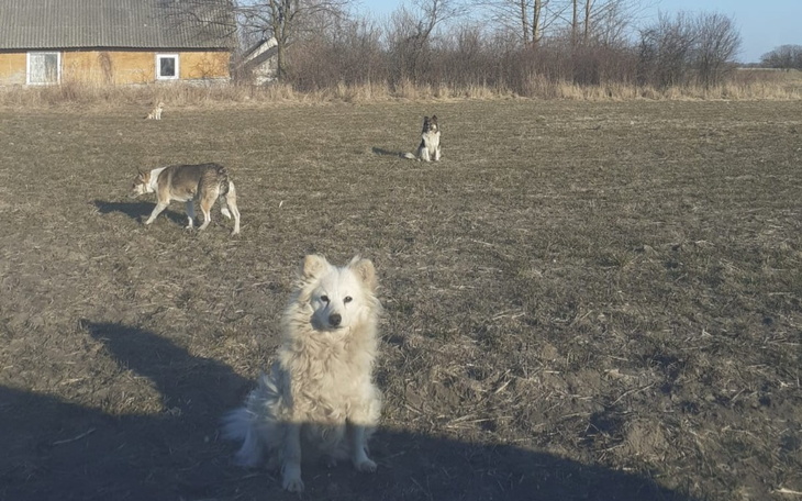 Zbiórka 6 porzuconych psow. Na karme - zdjęcie główne