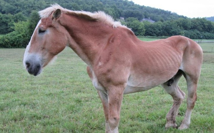 Zbiórka Pomóż ocalić Bernarda - zdjęcie główne