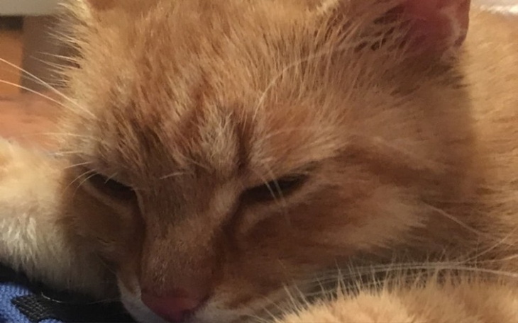 Zbiórka Daj Rudej szanse na życie ❣️ - zdjęcie główne