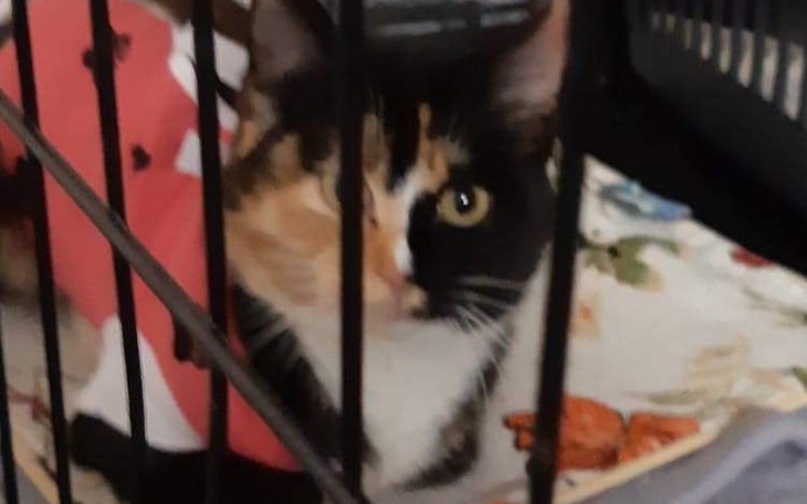 Zbiórka Kastracją zwyciężymy bezdomność - zdjęcie główne