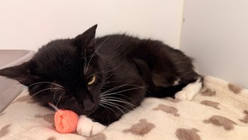 Zbiórka Dia potrzebuje ratunku - miniaturka zdjęcia