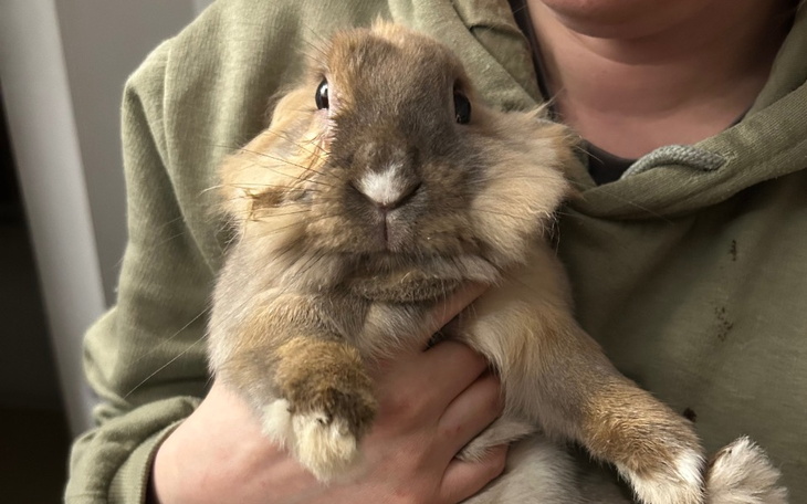 Królika trzymany w rękach, z wyrazem ciekawości.