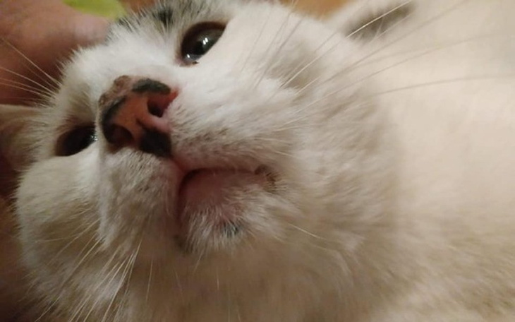 Biały kot z bliska, z wyraźnymi detalami na twarzy.