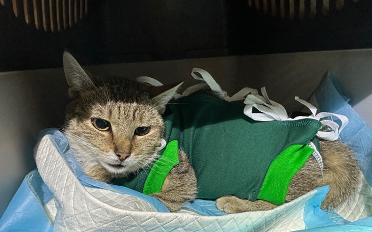 Kot w zielonym ubraniu, leżący na podkładzie.