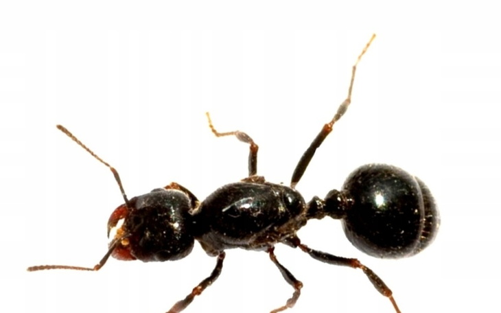 Zbiórka Na mrowki - zdjęcie główne