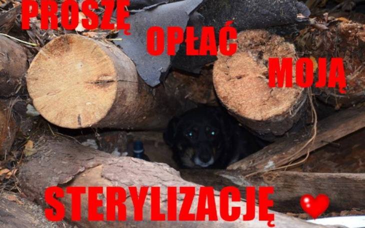 Zbiórka Kastracja Suwałki okolice - zdjęcie główne