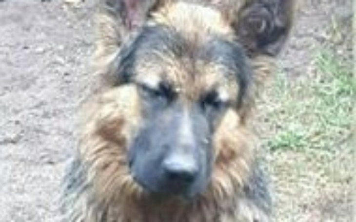 Zbiórka Zbieram na budę dla Borysa - zdjęcie główne