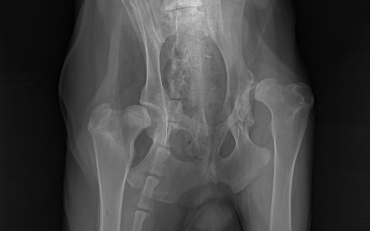 Zbiórka Ten pies CIERPI NIEMIŁOSIERNIE - zdjęcie główne