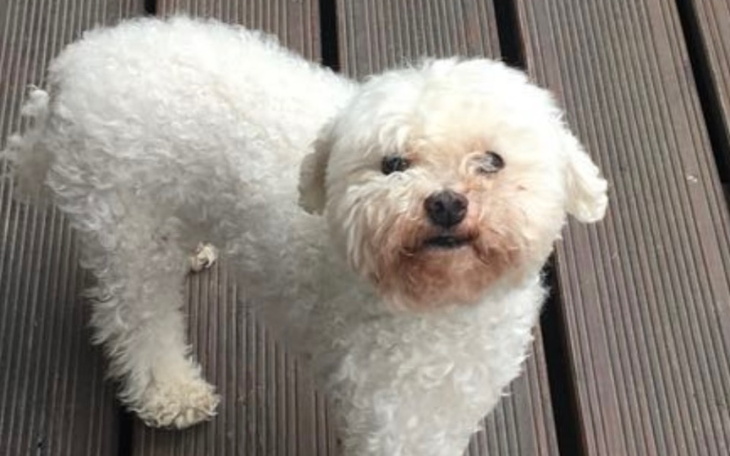 Zbiórka Zbiórka na leczenie raka u Tisia - zdjęcie główne