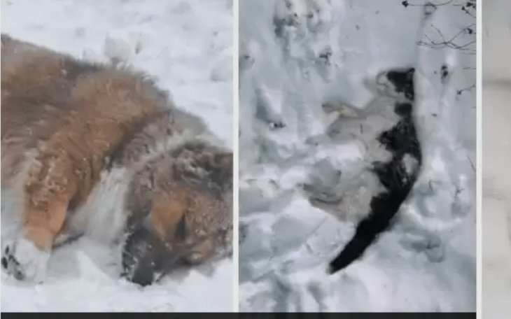 Zbiórka bezdomne zwierzęta zimą POMOC - zdjęcie główne