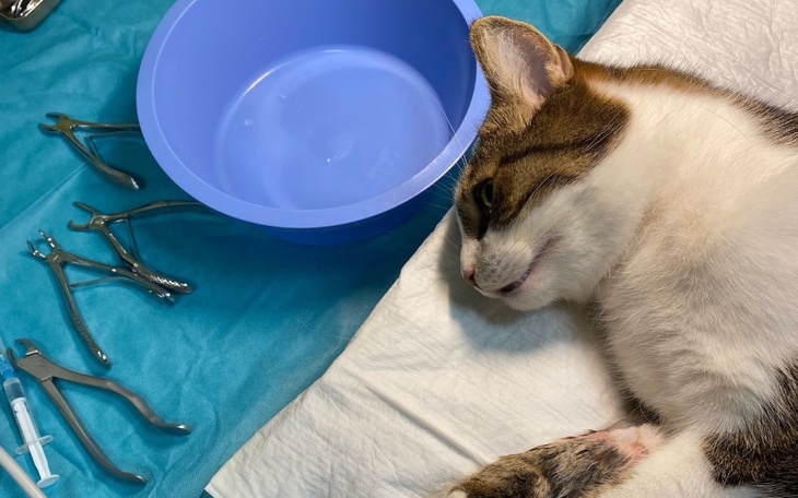 Kot na stole operacyjnym, obok narzędzia weterynaryjne.