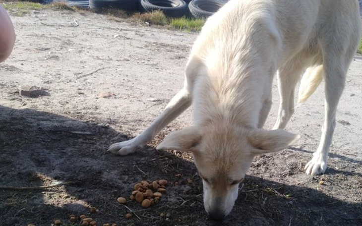 Zbiórka Szansa na dom dla Ali - zdjęcie główne