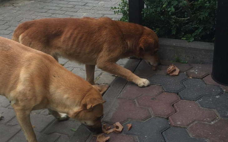 Zbiórka Ich domem była ulica... - zdjęcie główne