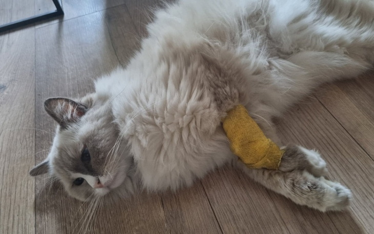 Kot z opatrunkiem na łapie, leżący na podłodze.