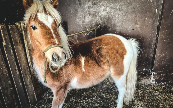 Mały koń w stajni, z białą grzywą.