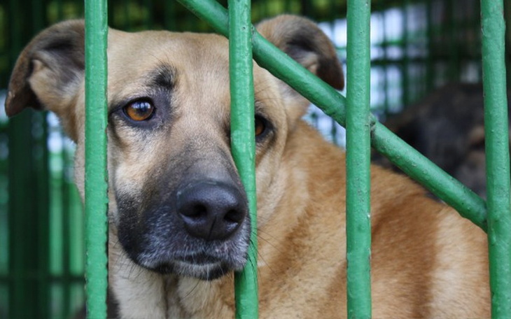 Zbiórka Ciepło dla porzuconych zwierząt - zdjęcie główne