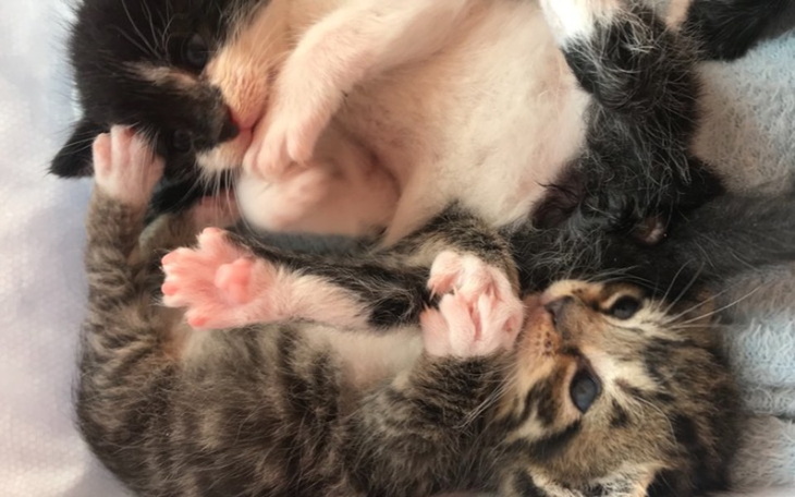 Zbiórka Zbiórka na kociaki z Łeby - zdjęcie główne