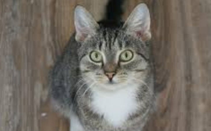 Zbiórka Kira chce żyć jak inne kotki - zdjęcie główne