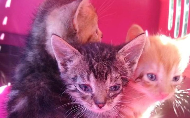 Zbiórka Osierocone wiejskie maluchy - zdjęcie główne