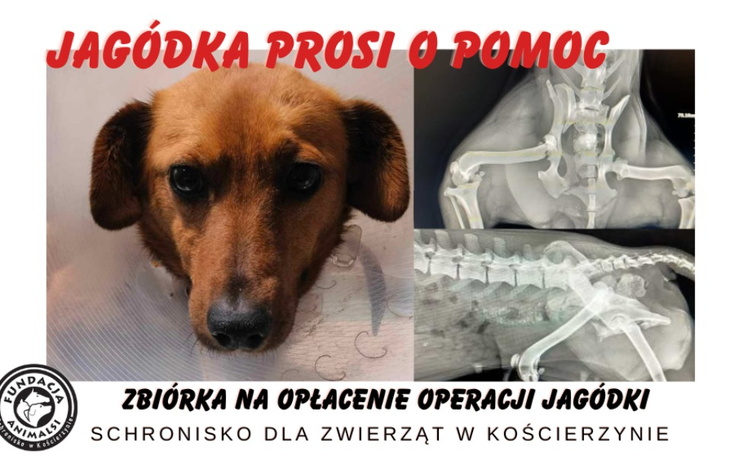 Zbiórka Operacja Jagódki - zdjęcie główne