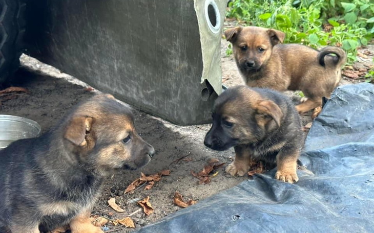 Zbiórka Nikt im nie chce pomoc.. - zdjęcie główne