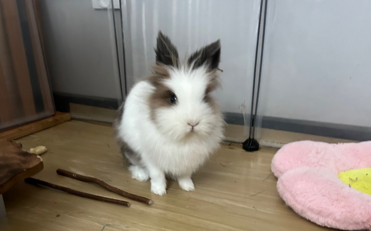 Uroczy królik siedzący w klatce, z miękkim posłaniem.